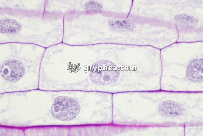 Mitose dans une racine de Blé (interphase) x200  - gryphea.com